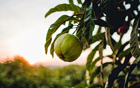 Guava fruit on the tree with sunset in the background,tropical fruitの素材