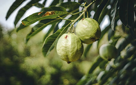 Fresh guava fruit on the tree in the garden, stock photoの素材