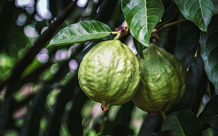Guava fruit on the tree. Guava is a tropical fruit.の素材