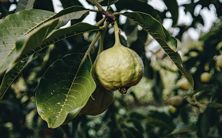 Guava fruit on the tree. Guava is a fruit that is used in alternative medicine.の素材