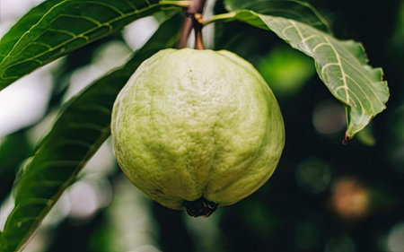 Green guava fruit on the tree. Guava is a tropical fruit.の素材