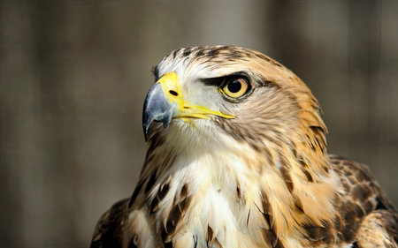 Portrait of a red-tailed hawk (Buteo jamaicensis)の素材