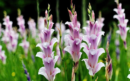 Beautiful iris flowers in the garden. Floral background.の素材