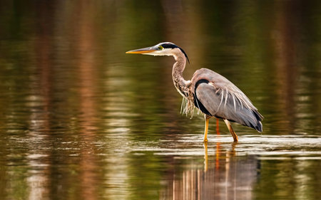 Great Blue Heron (Ardea herodias) in the waterの素材