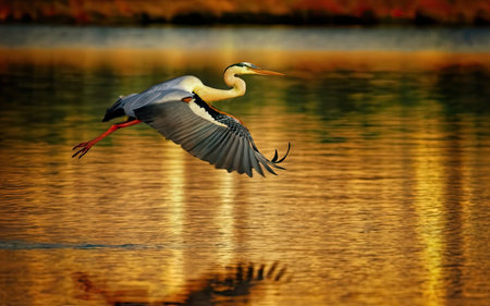 Great Blue Heron (Ardea herodias) in flightの素材