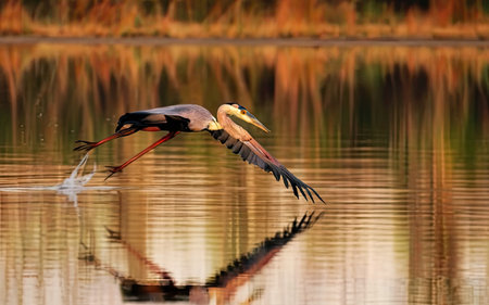 Great Blue Heron (Ardea herodias) in flight over waterの素材