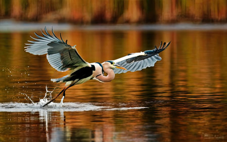 Great blue heron (Ardea herodias) in flightの素材
