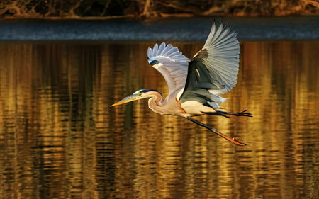 Great Blue Heron (Ardea herodias) in flightの素材