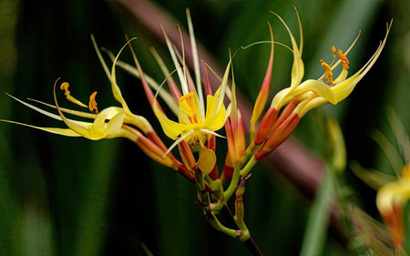 Close up of a yellow spider lily (Hippeastrum)の素材