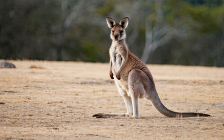 Kangaroo standing on the ground looking at camera. Kangaroo is a marsupial native to Australia.の素材