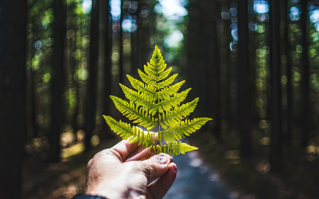 Fern in the hands of a man against the background of the forestの素材