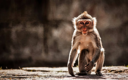 Monkey sitting on the ground, looking at camera, blurred background.の素材