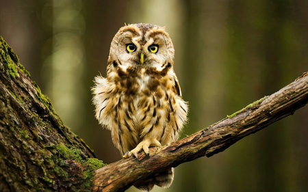 Tawny Owl (Strix nebulosa) on a branchの素材