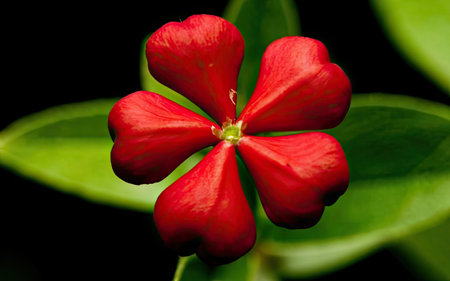 Red periwinkle flower isolated on black background. Close up.の素材