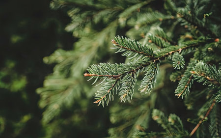 Green spruce branches with needles close-up. Christmas background.の素材
