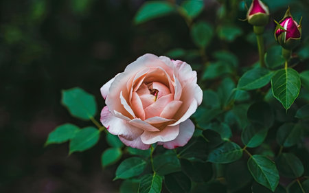 Beautiful pink rose flower in the garden. Natural floral background.の素材