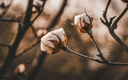 Beautiful white cotton flowers on a branch in the spring garden.の素材