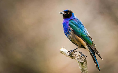 Superb Starling (Lamprotornis superbus)の素材