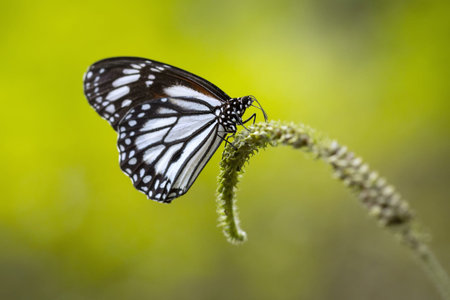 Butterfly on a flower in the garden. (Common Tiger)