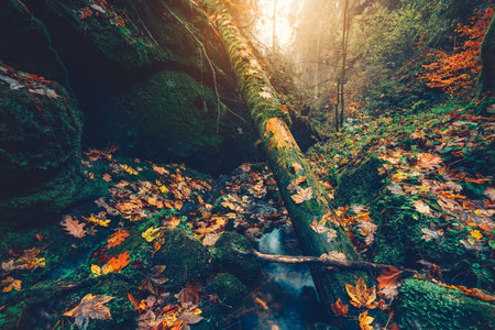Beautiful autumn forest. Mountain river in valley with colorful beech, aspen and maple leaves lit by...
