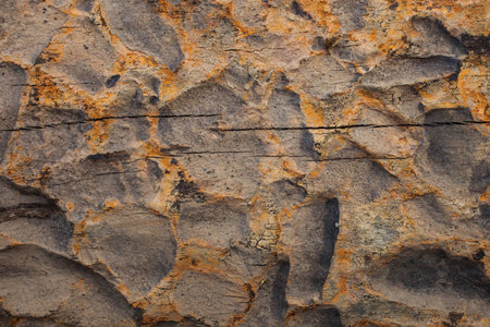 decay wood