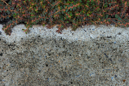 plant on sidewalkの写真素材