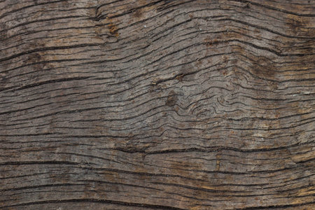 decay wood