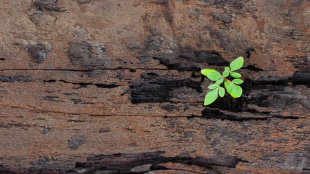 decay wood