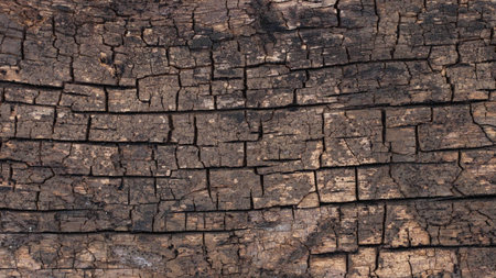 decay wood