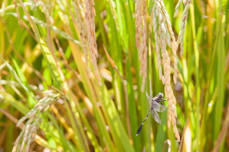 rice field step, Chiangmai, Thailandの写真素材