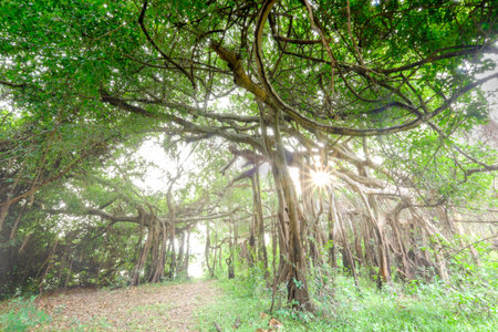 banyan tree