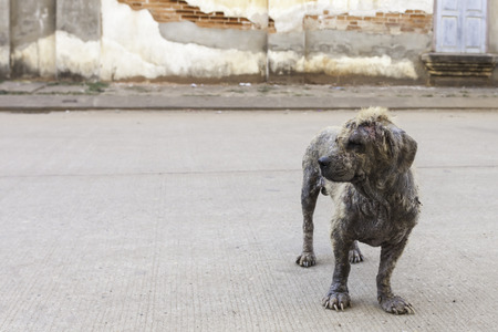 Dog skin dermatitis, Infectiveの写真素材