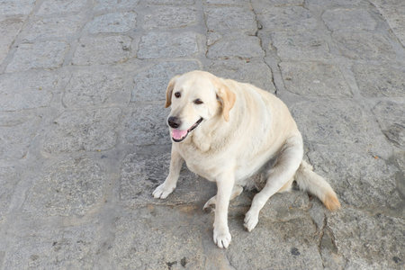 fat dog must  diet