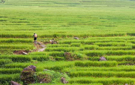 field step. Sapa, Vietnamの写真素材