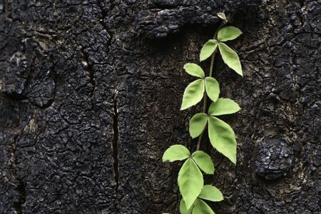 background, climber grow upの写真素材