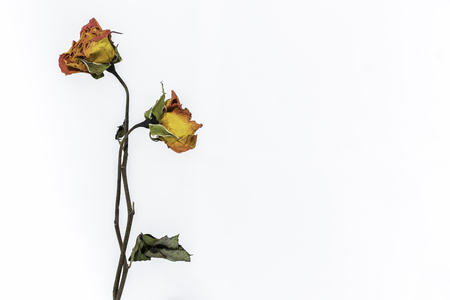 rose witherの写真素材