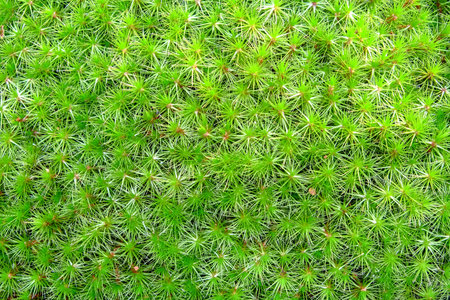 background, moss close up