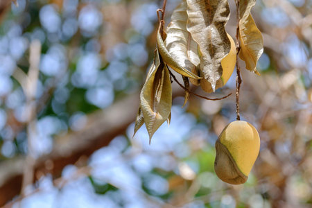 depressed mango