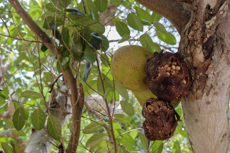 depressed jackfruit