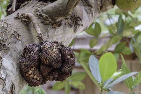 depressed jackfruitの写真素材