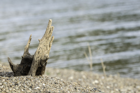 dead tressの写真素材