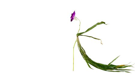 Art of  orchid like super modelの写真素材