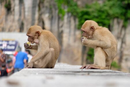 monkeys enjoy eating food from tourist, stop feed for monkeysの写真素材