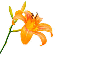 Orange flower, Backgroundの写真素材