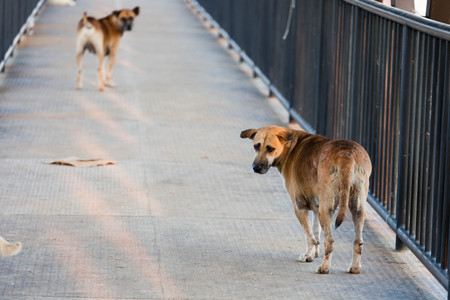 steel flyover and stray dogの写真素材