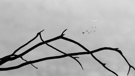 art of dead branch, branchscape look like mountain, imagineの写真素材