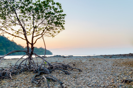 background of mangrove in the sea and skyの写真素材