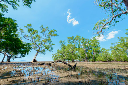 Sonneratia caseolaris, also known as mangrove apple or crabapple mangrove in the sea after ebb tide