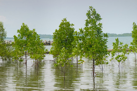 mangrove in the sea and skyの写真素材