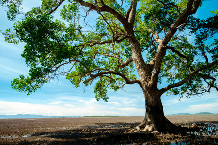 background of ebb tide and sonneratia caseolaris, also known as mangrove apple or crabapple mangrove , Thailandの写真素材